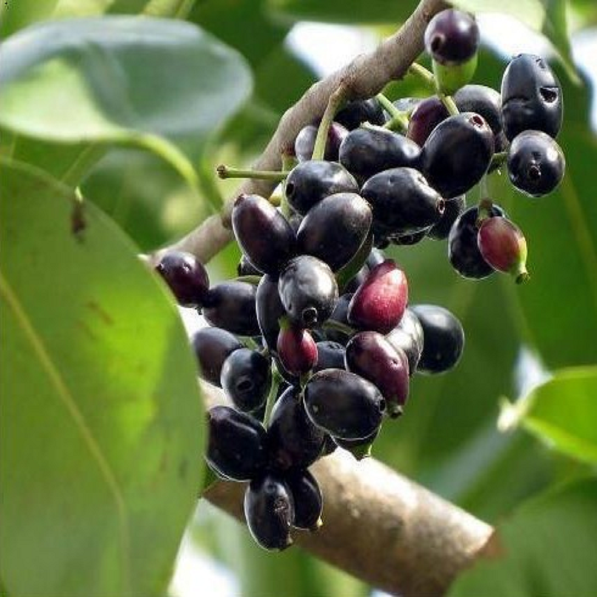 Jambolan Plant (Jamun)