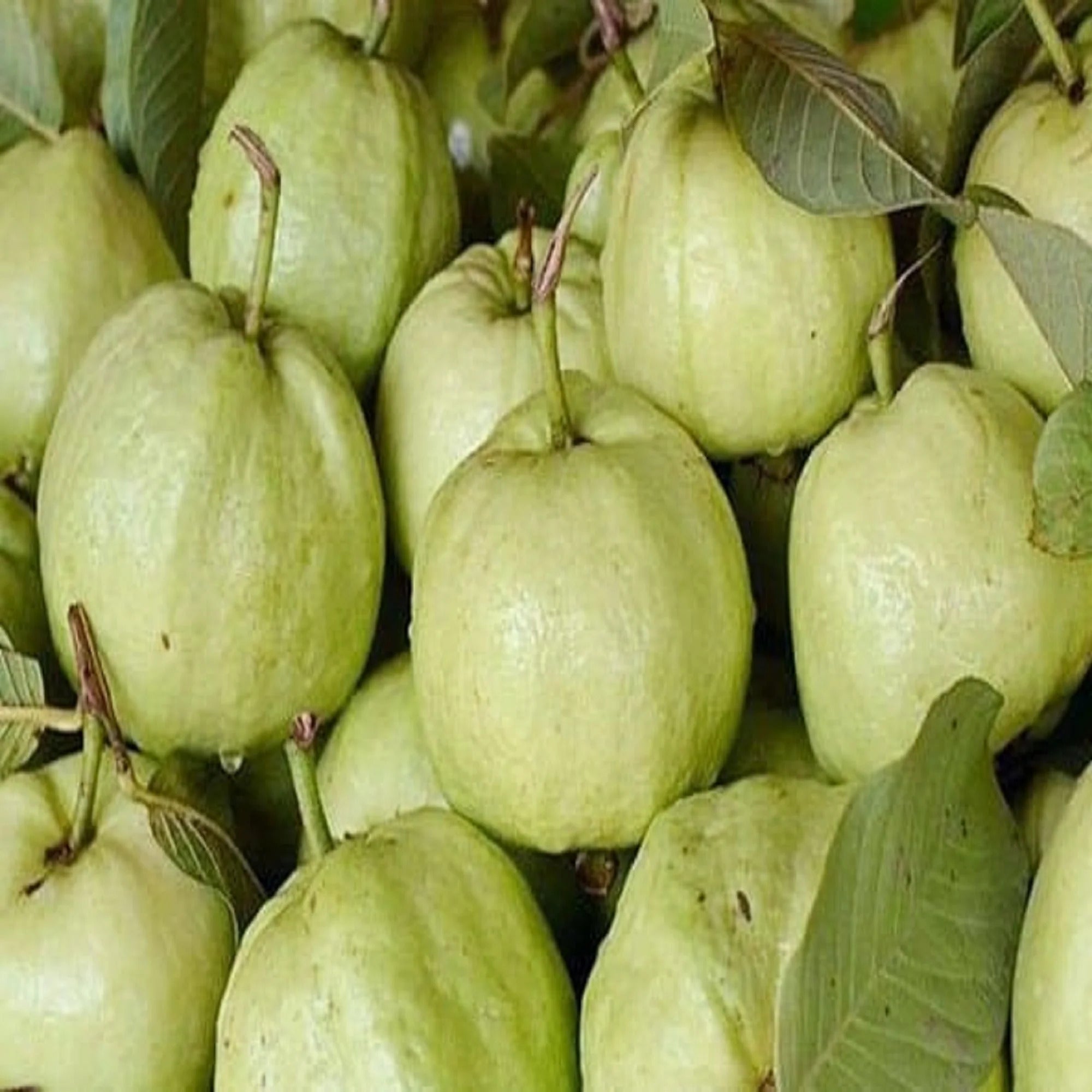Rare Jumbo Guava Cuttings (Unrooted)