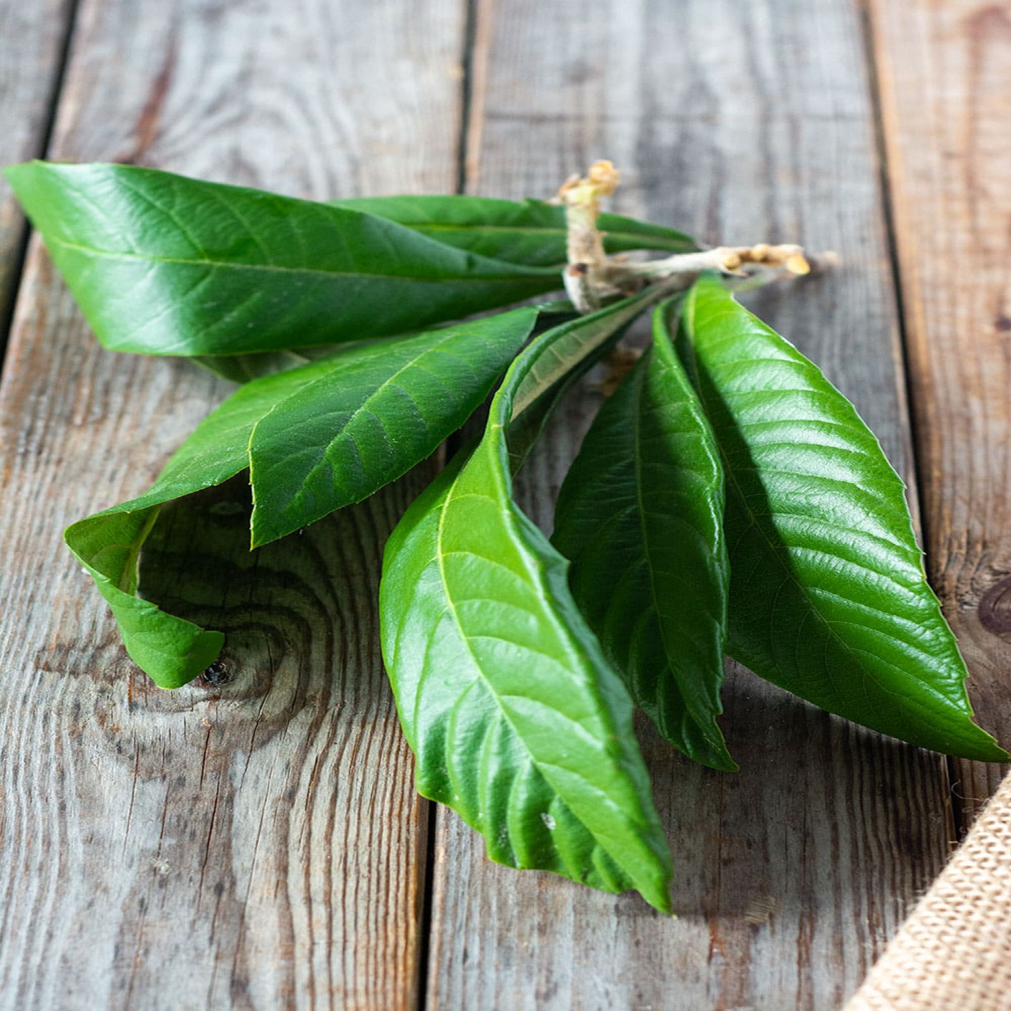 Fresh Loquat Leaves