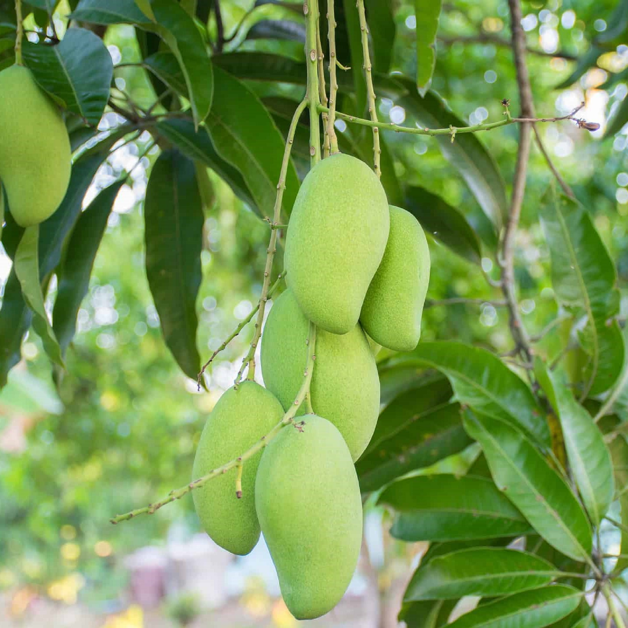 Manila Mango Seedlings - Pre Order for April 2024