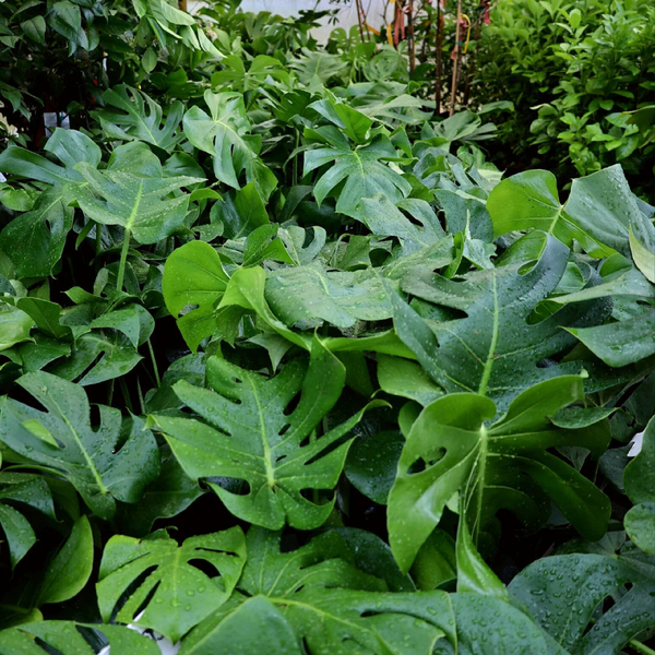 Monstera Plant – M M Nurseries
