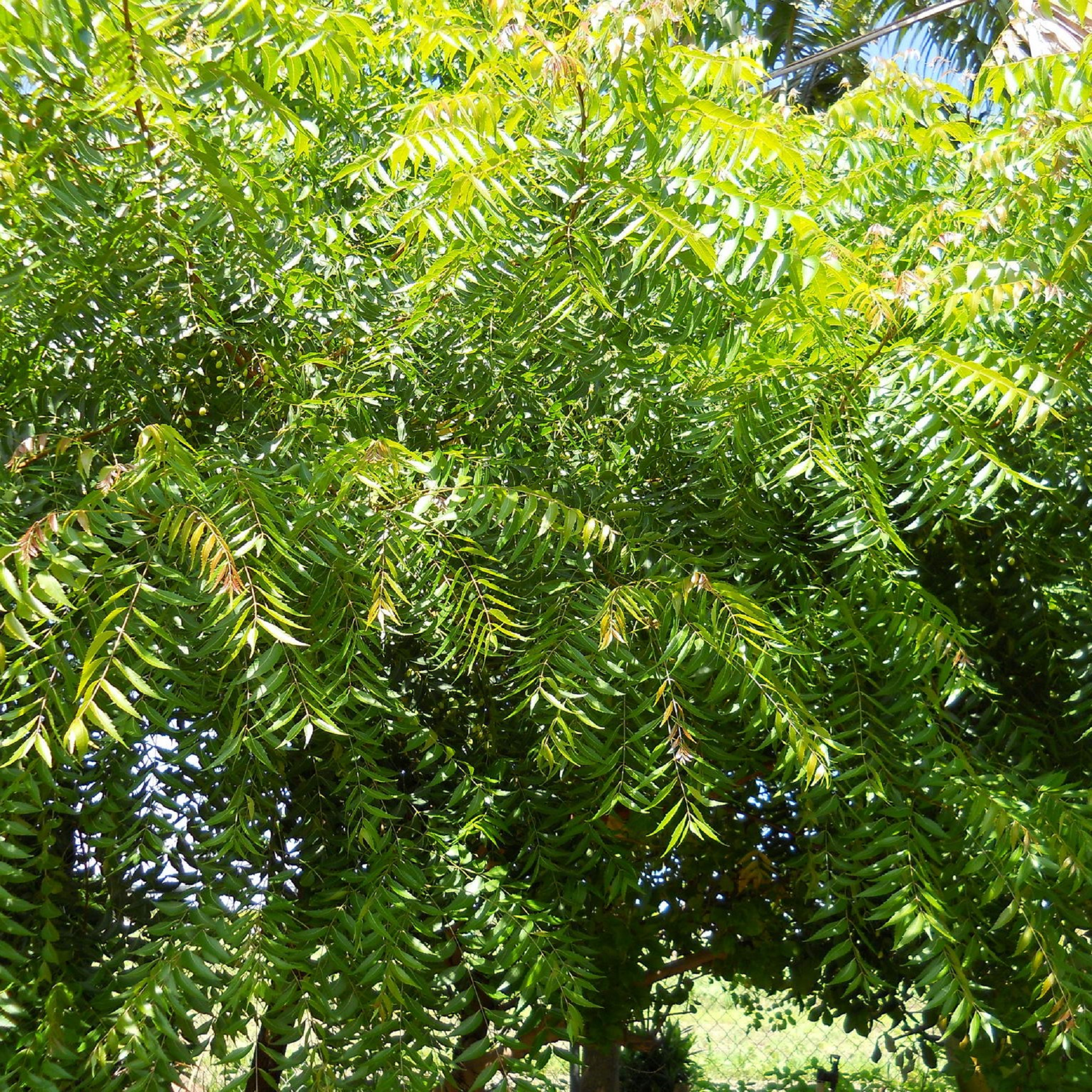 Neem Plant