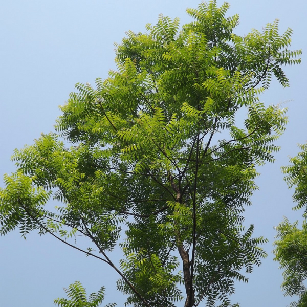 Neem Plant M M Nurseries