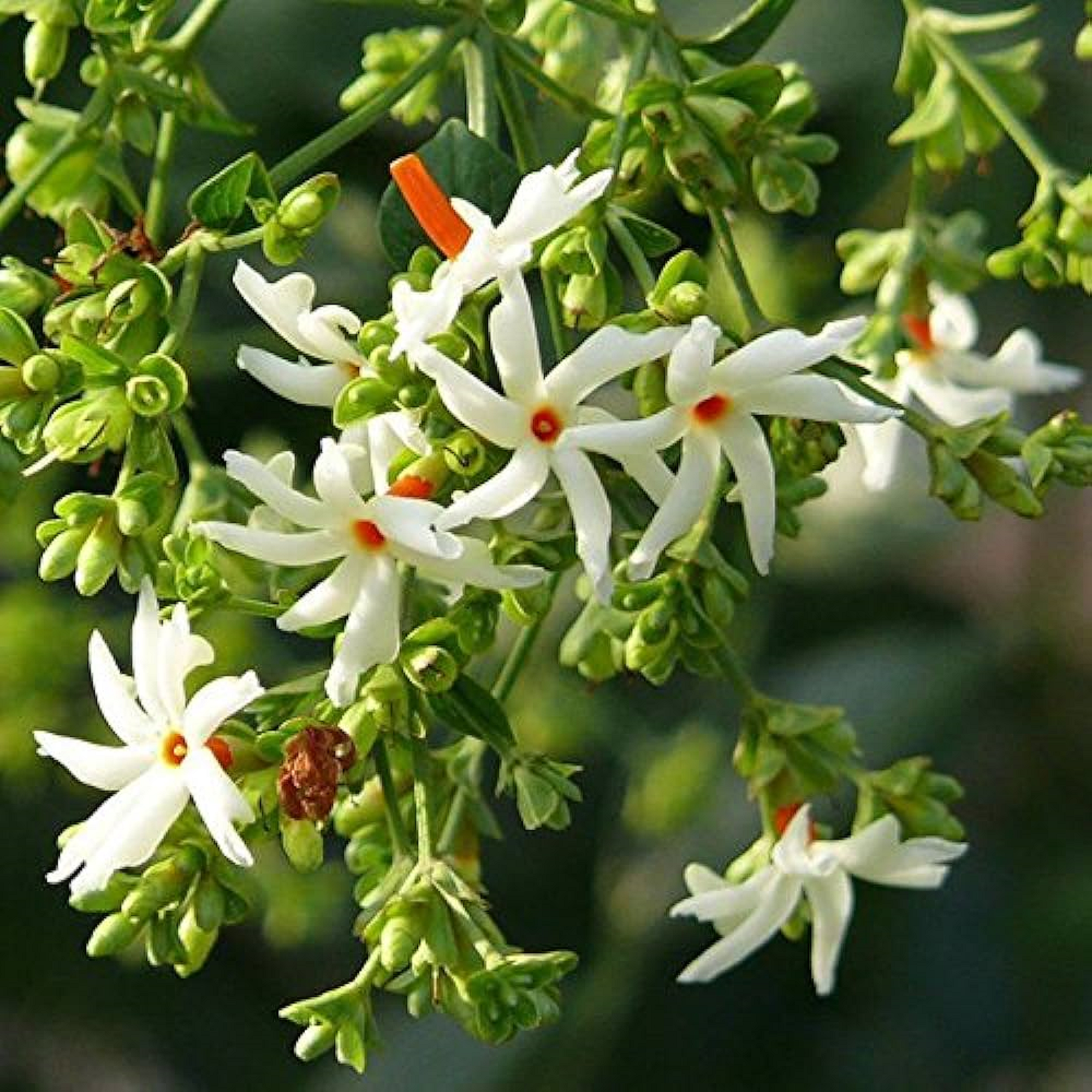 Night Blooming Jasmine Plant - Pre Order For May 2024