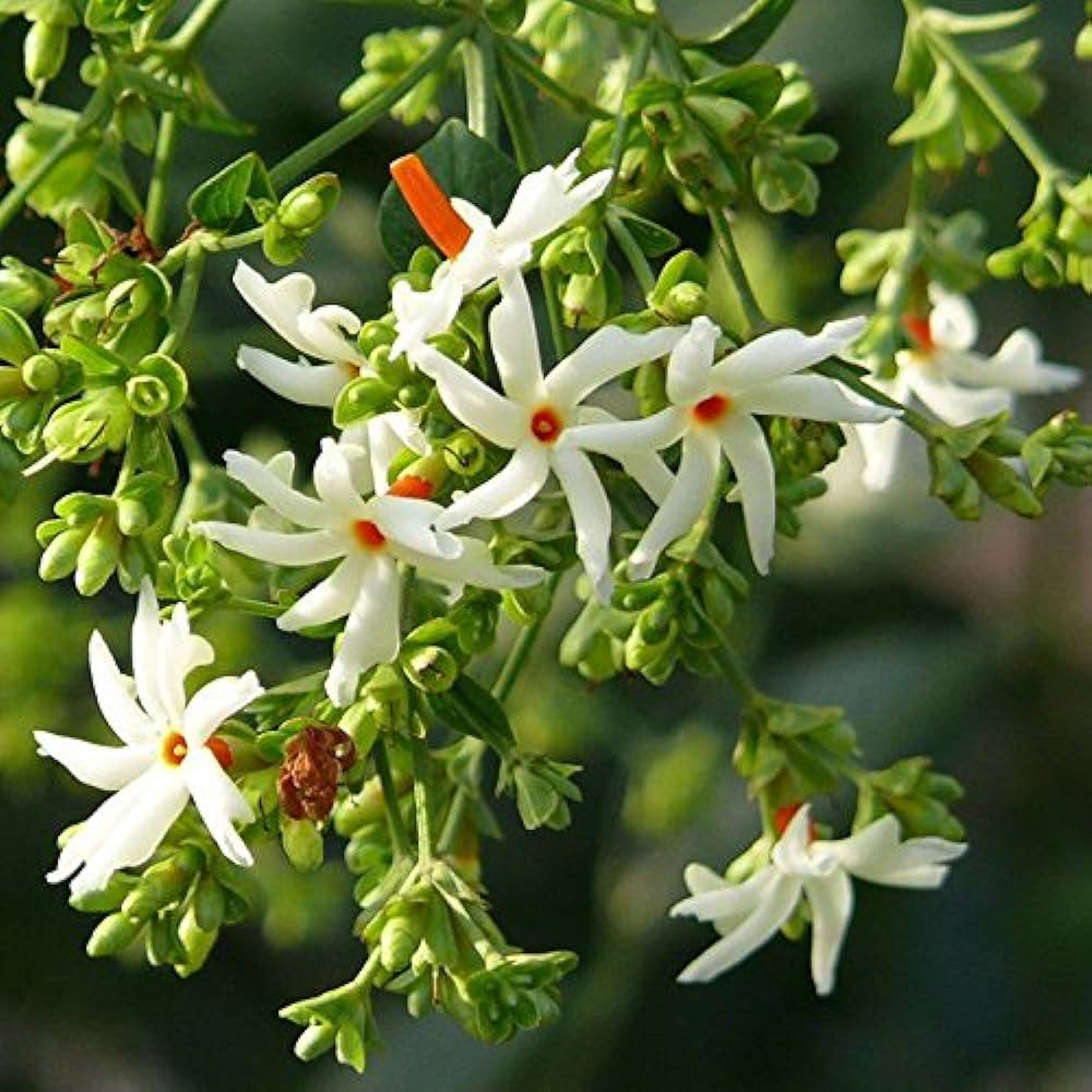 Night Blooming Jasmine Plant