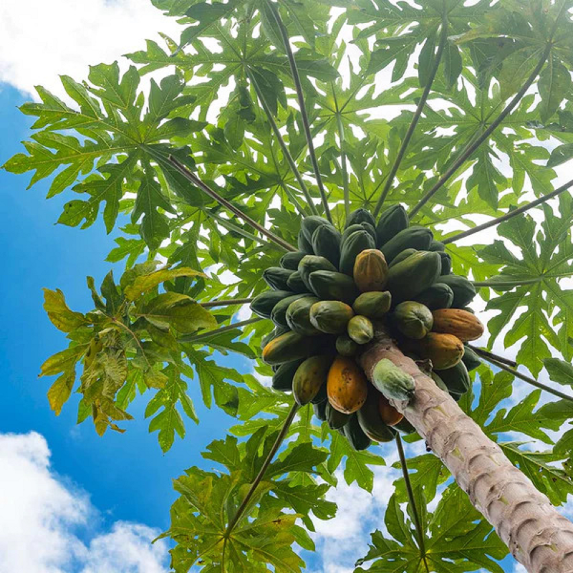 Papaya Seedlings - Pre Order For April 2024
