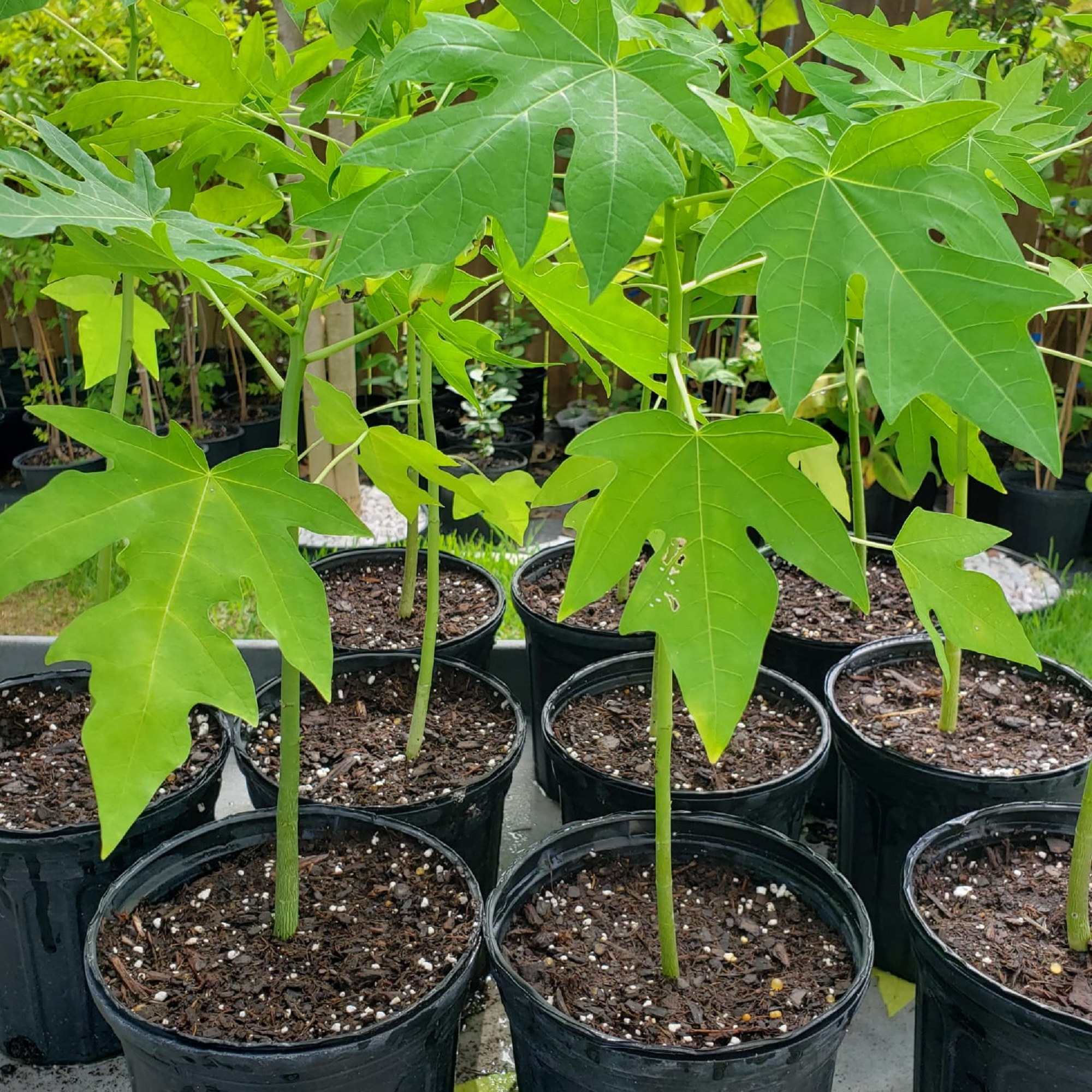 Papaya Plant Seedlings