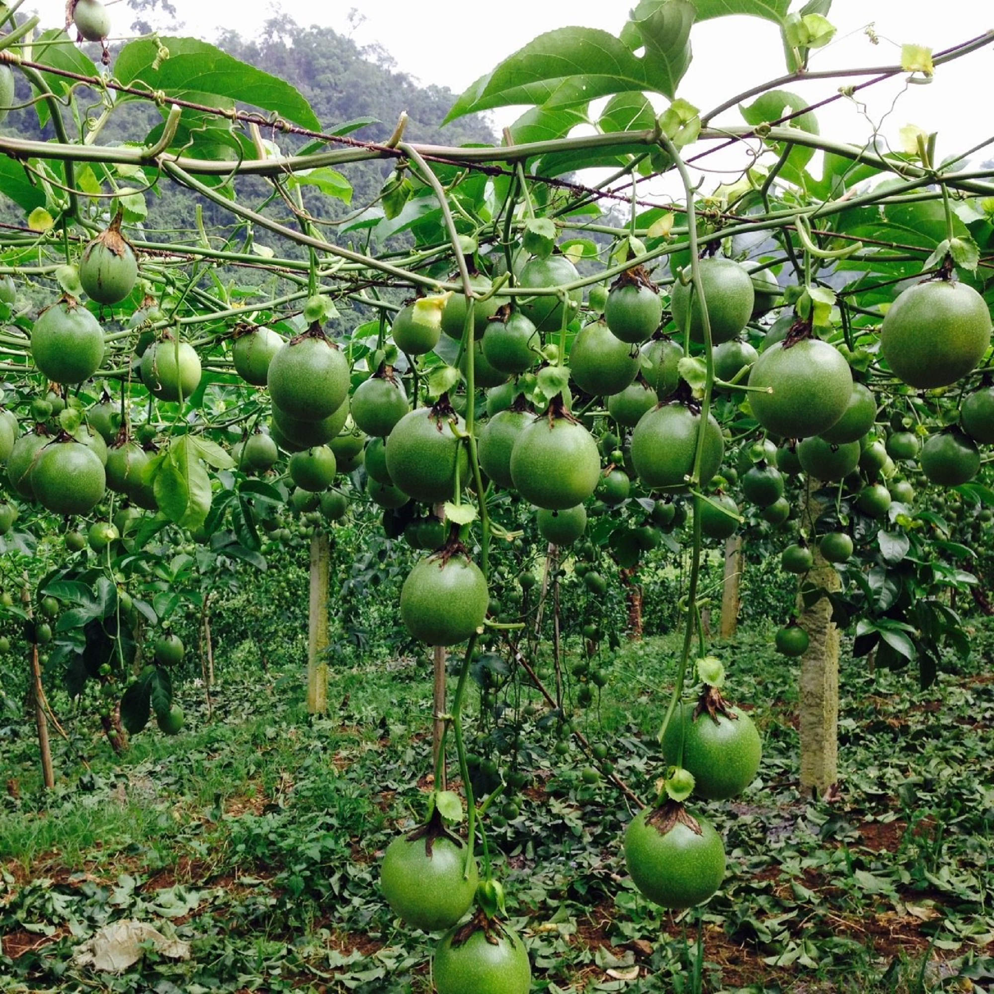 Passion Fruit Vine Starter Plant - Pre Order for June 2024