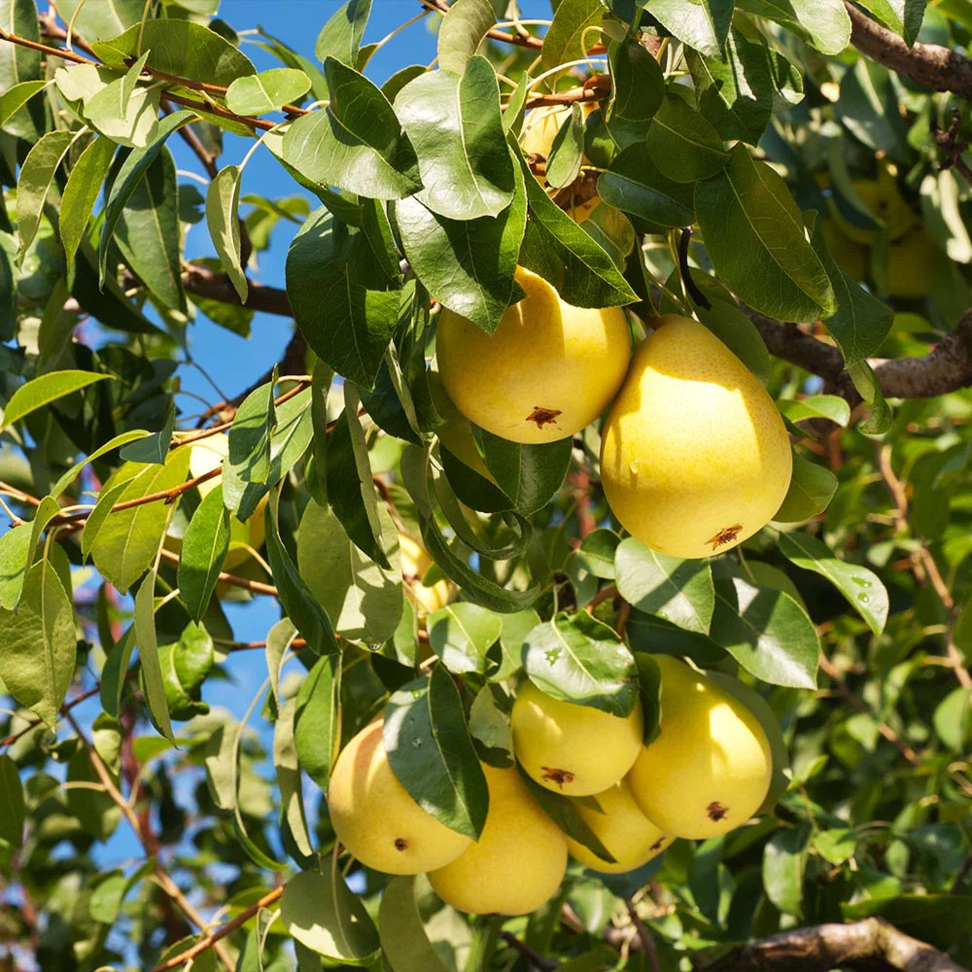 Pear Tree - Unrooted Cuttings