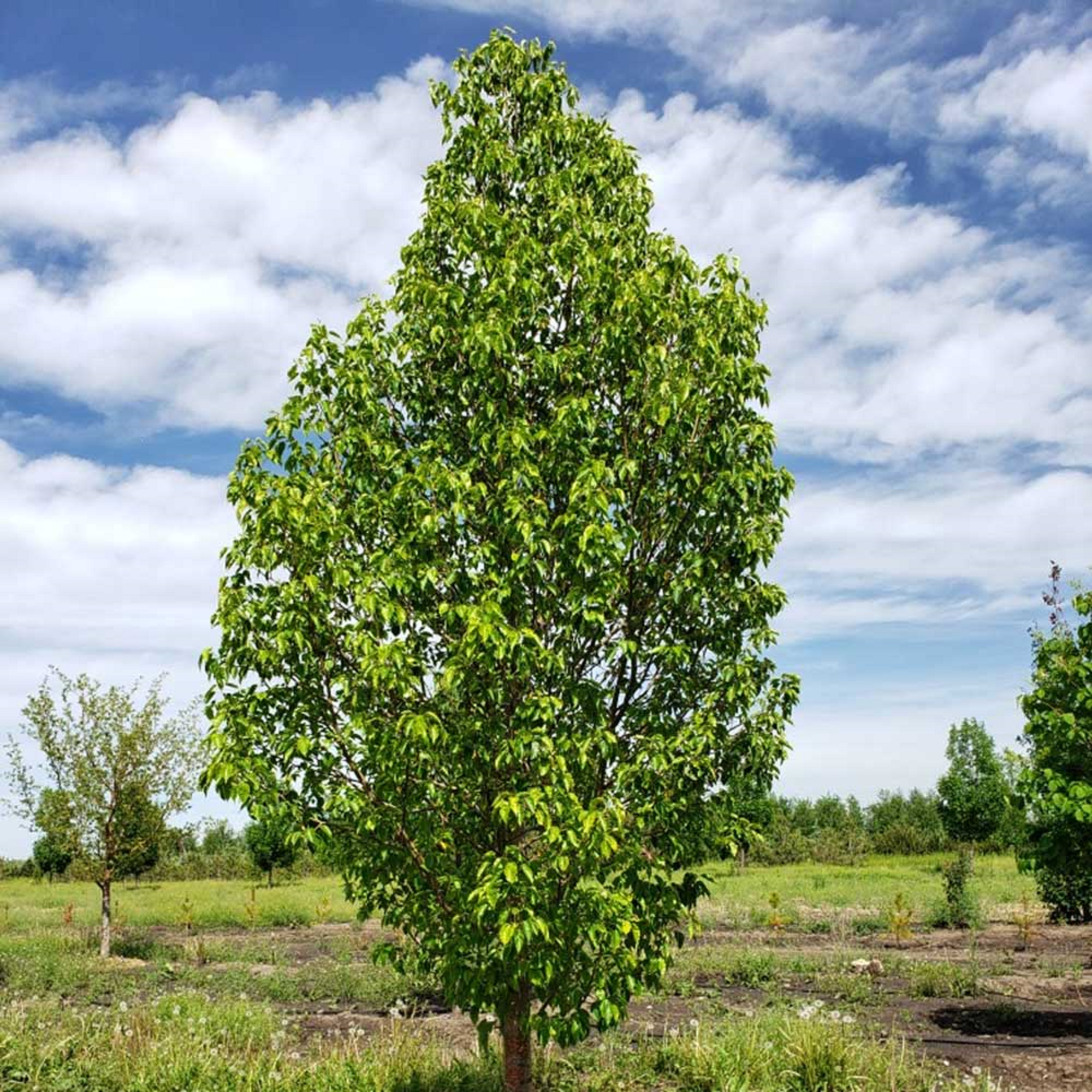 Pear Tree - Unrooted Cuttings