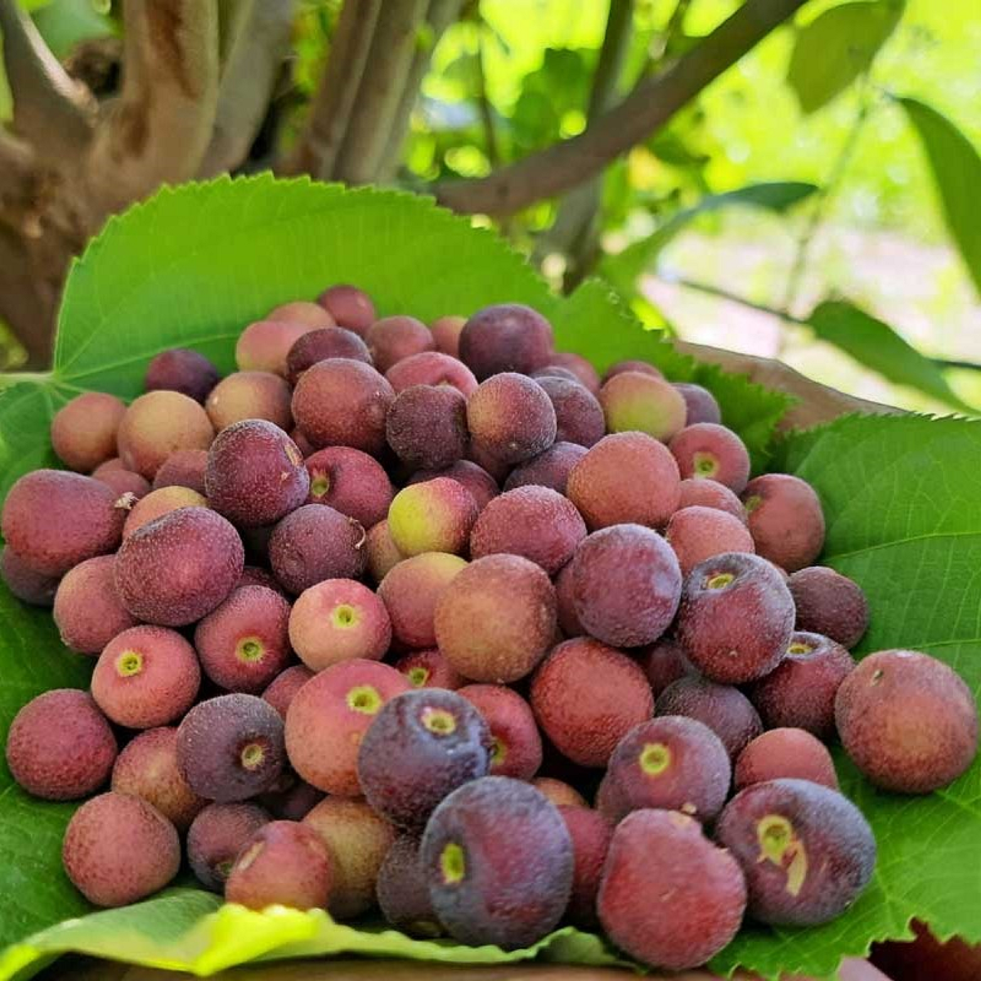 Phalsa Plant