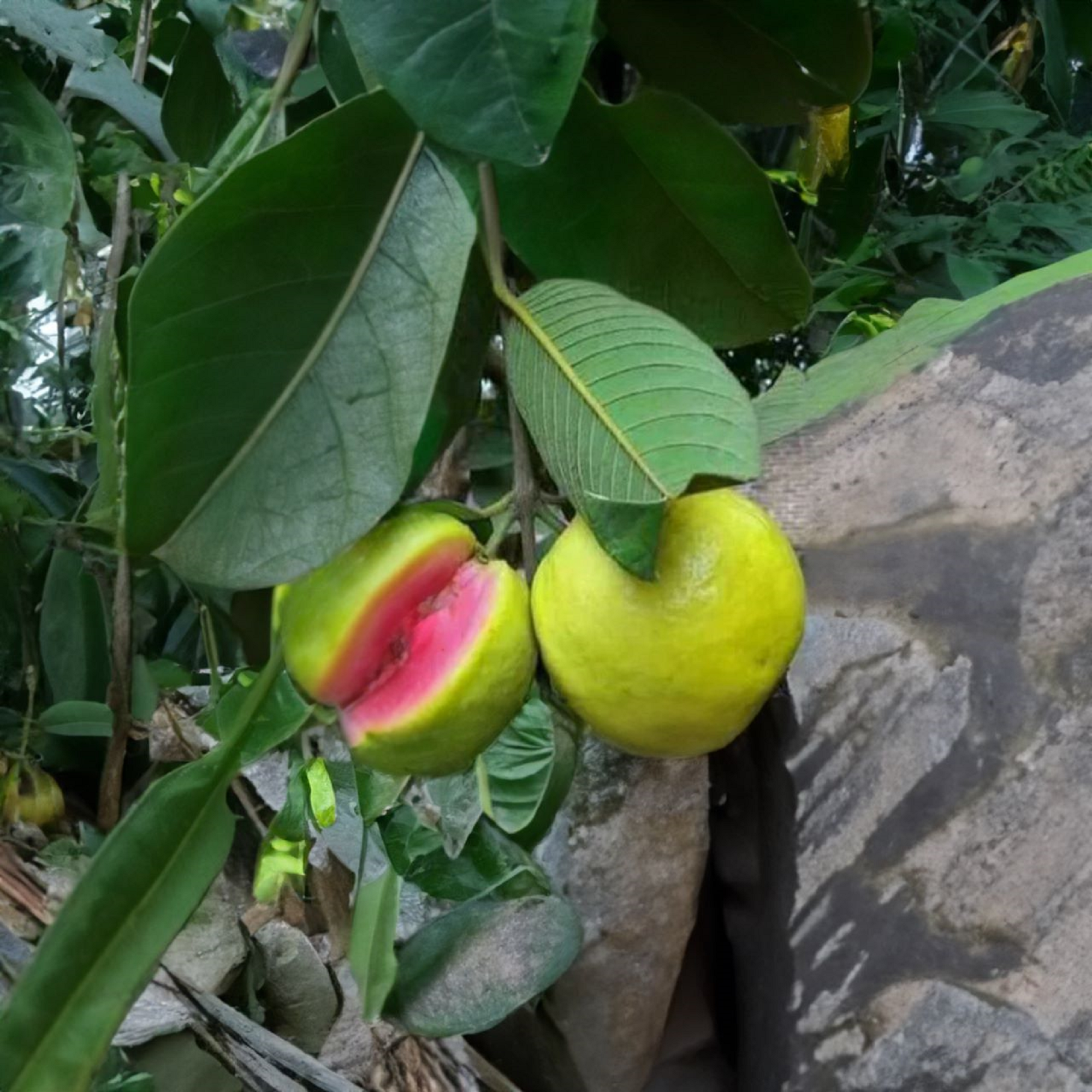 Pink Guava Plant