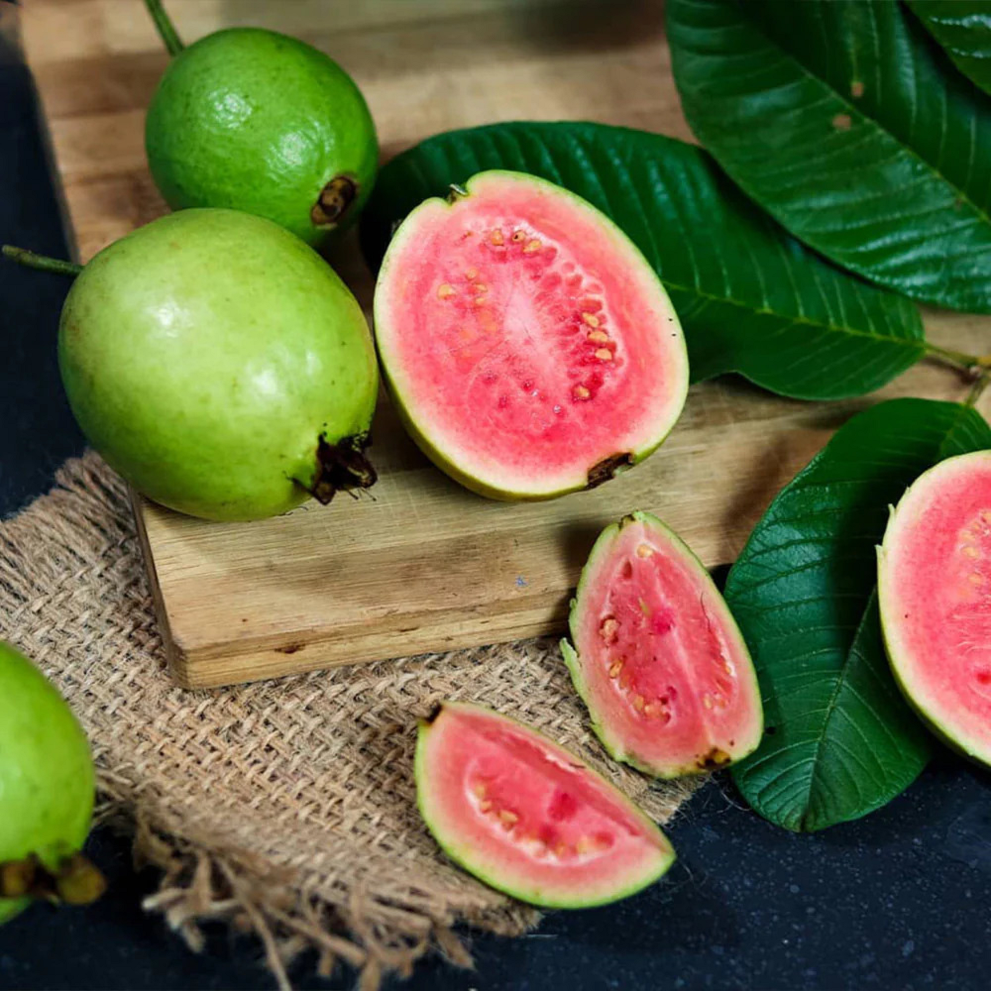 Pink Guava Plant - Pre Order For April 2024