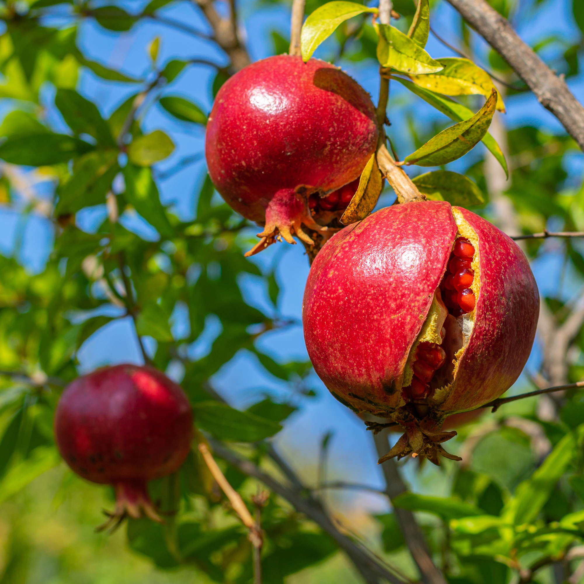 Wonderful Pomegranate Plant