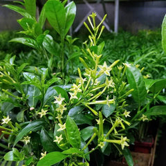 curly spider plant Spider Plant 'Bonnie' 4