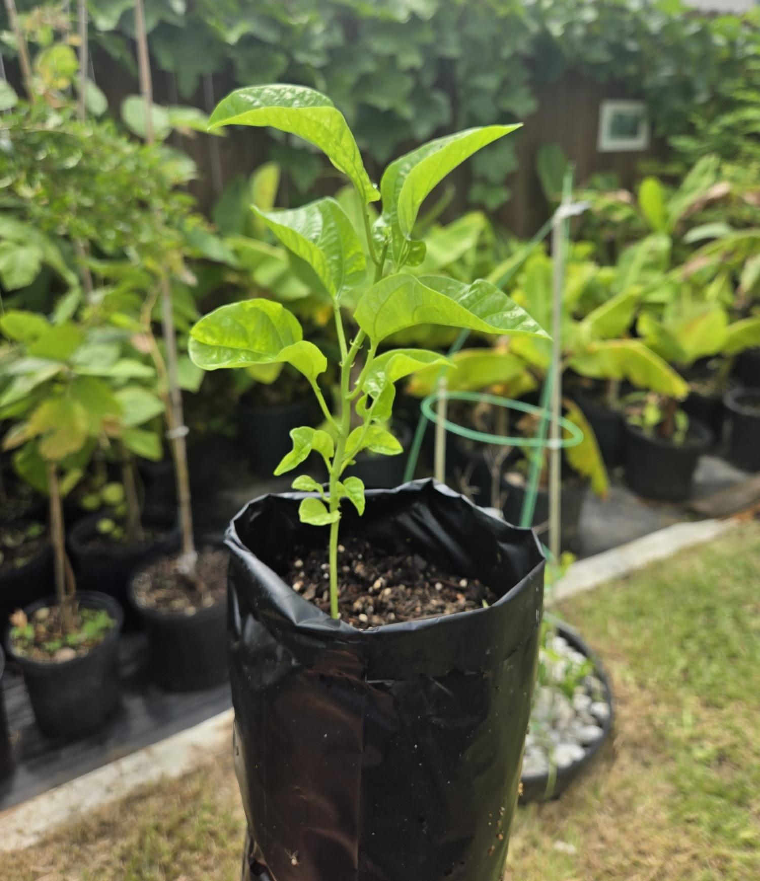 Passion Fruit Vine Starter Plant (Purple)