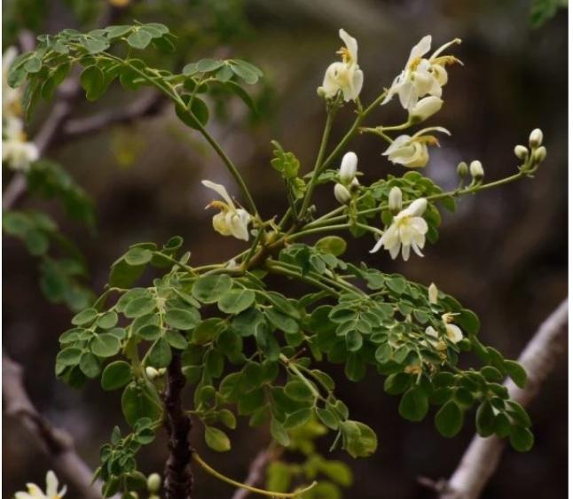 Moringa Plant