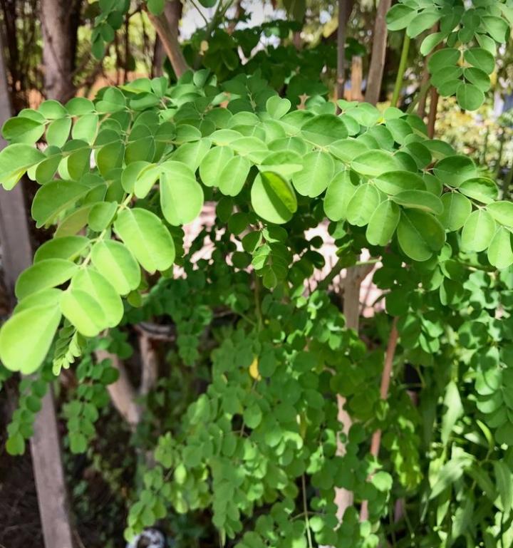 Moringa Plant