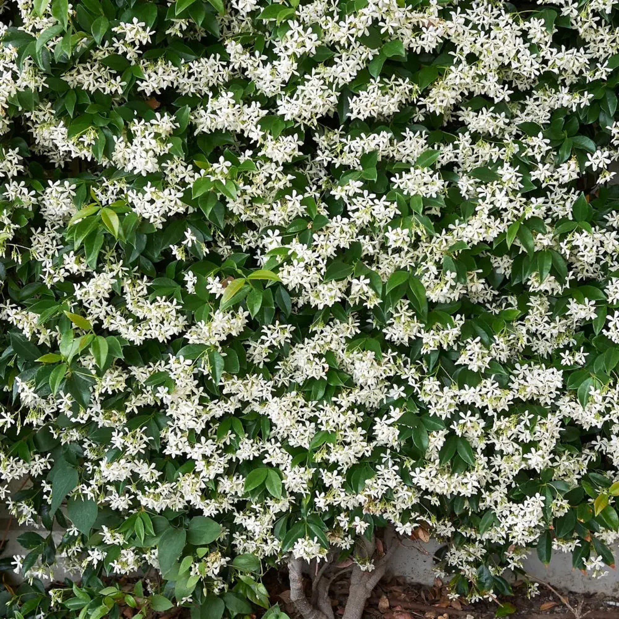 Star Jasmine Plant