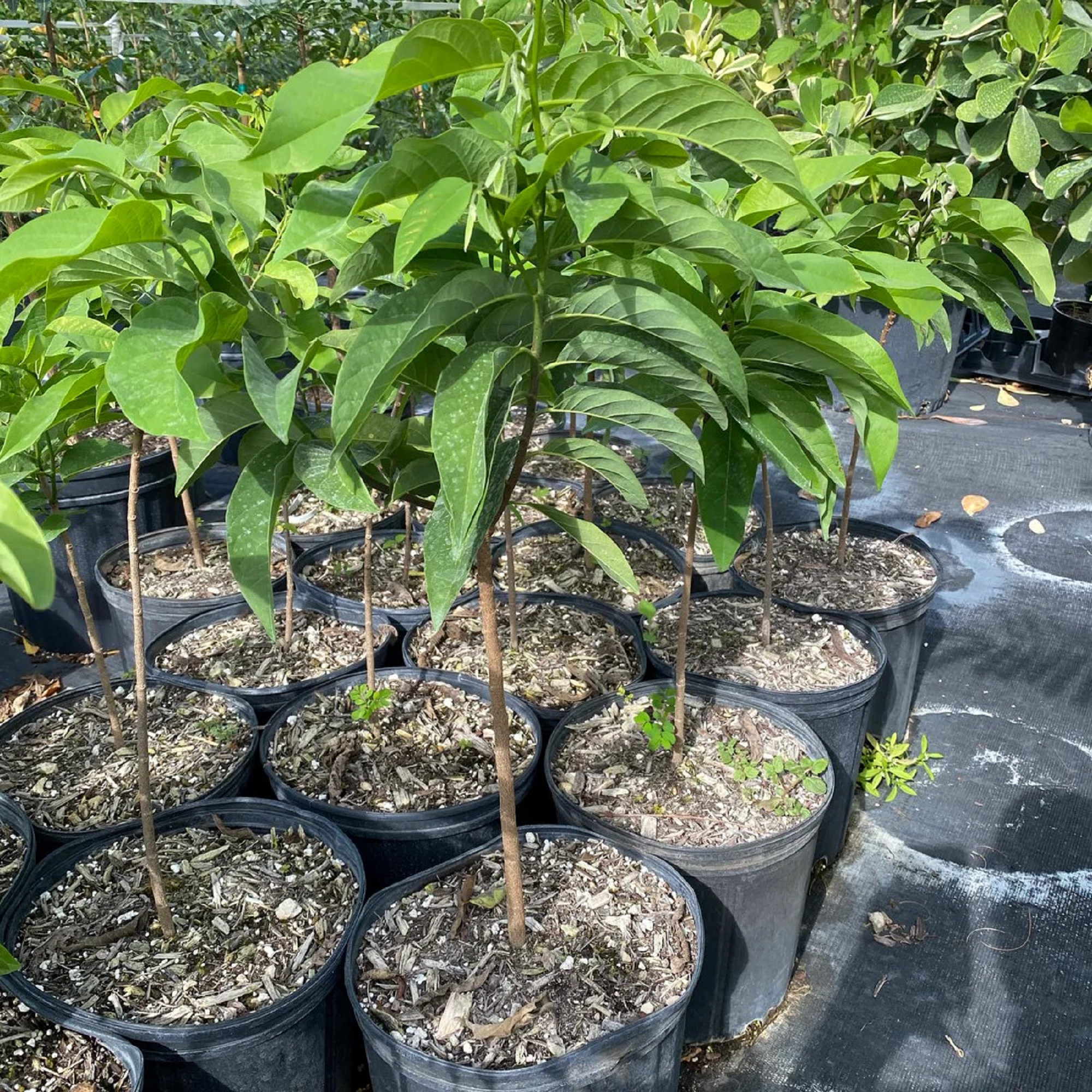 Sugar Apple Plant - Pre Order For June 2024