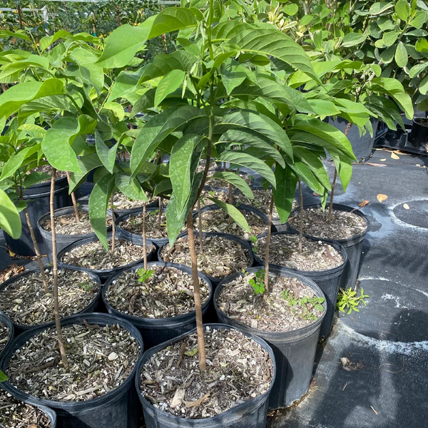 Sugar Apple Plant - Pre-Order For April 2024 – M M Nurseries