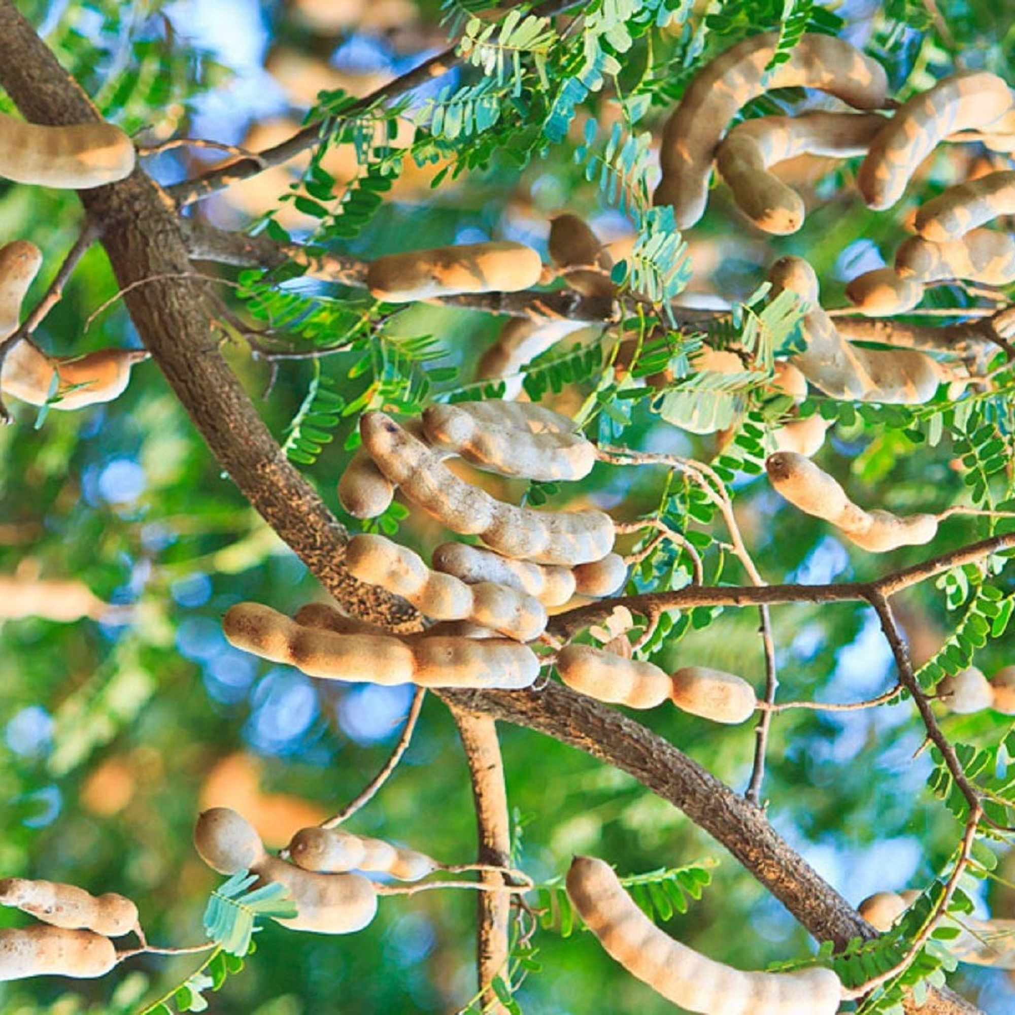 Sweet Tamarind Plant