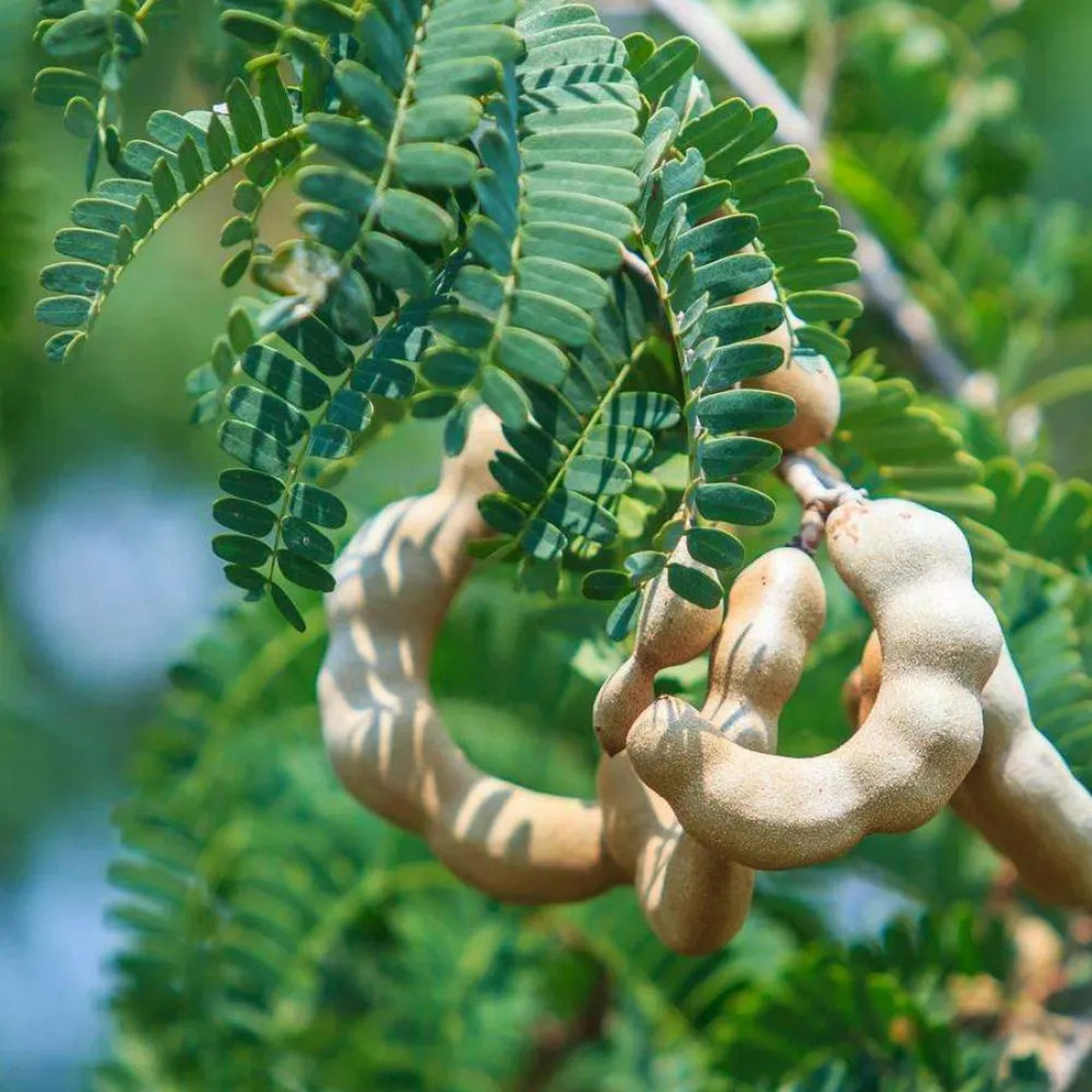 Sweet Tamarind Plant