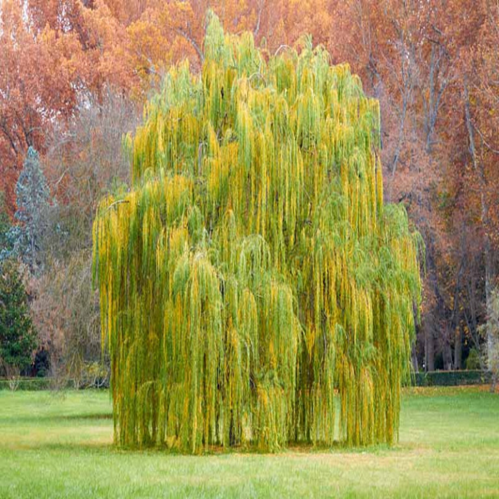Weeping Willow Cuttings (Rooted)