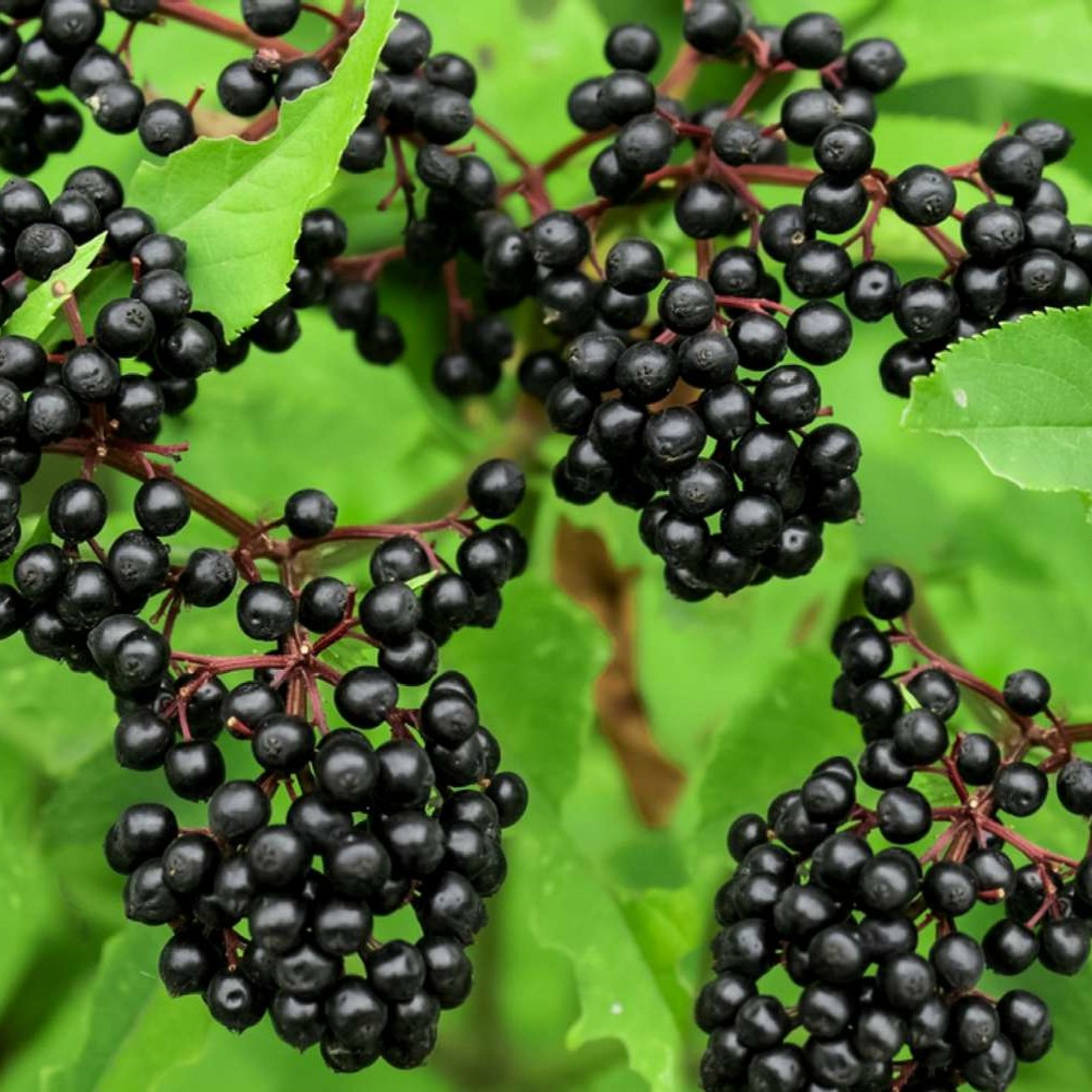 American Elderberry Plant