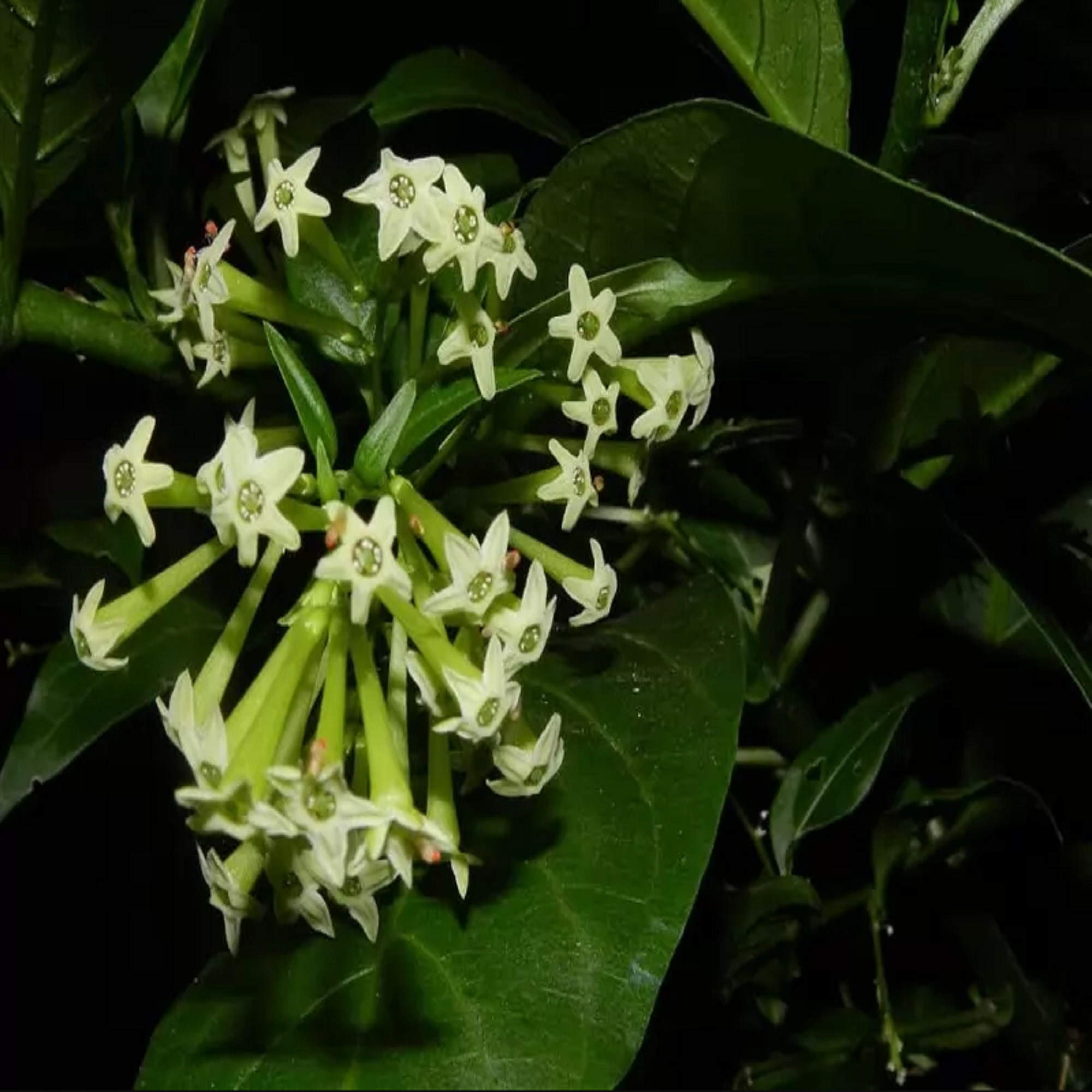 Night Blooming Jasmine Plant - Pre Order For May 2024