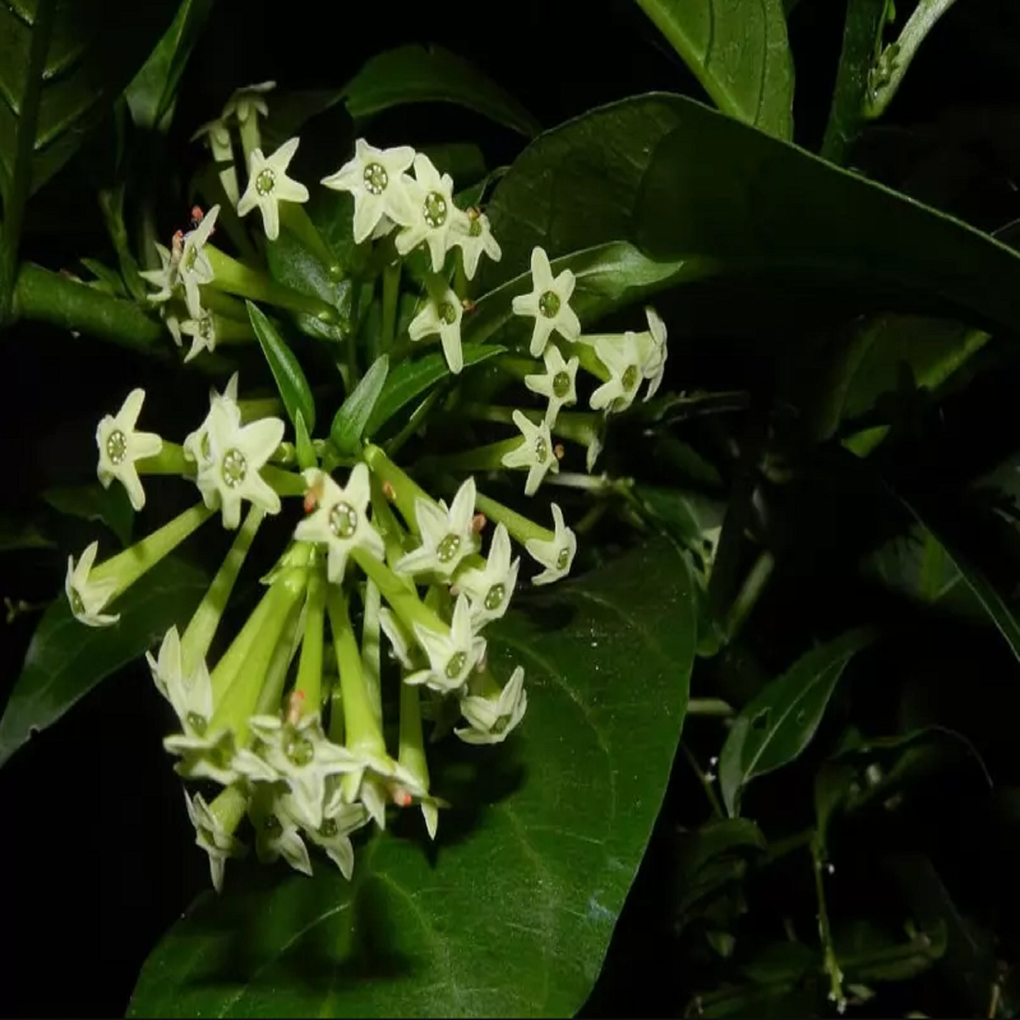 Night Blooming Jasmine Plant