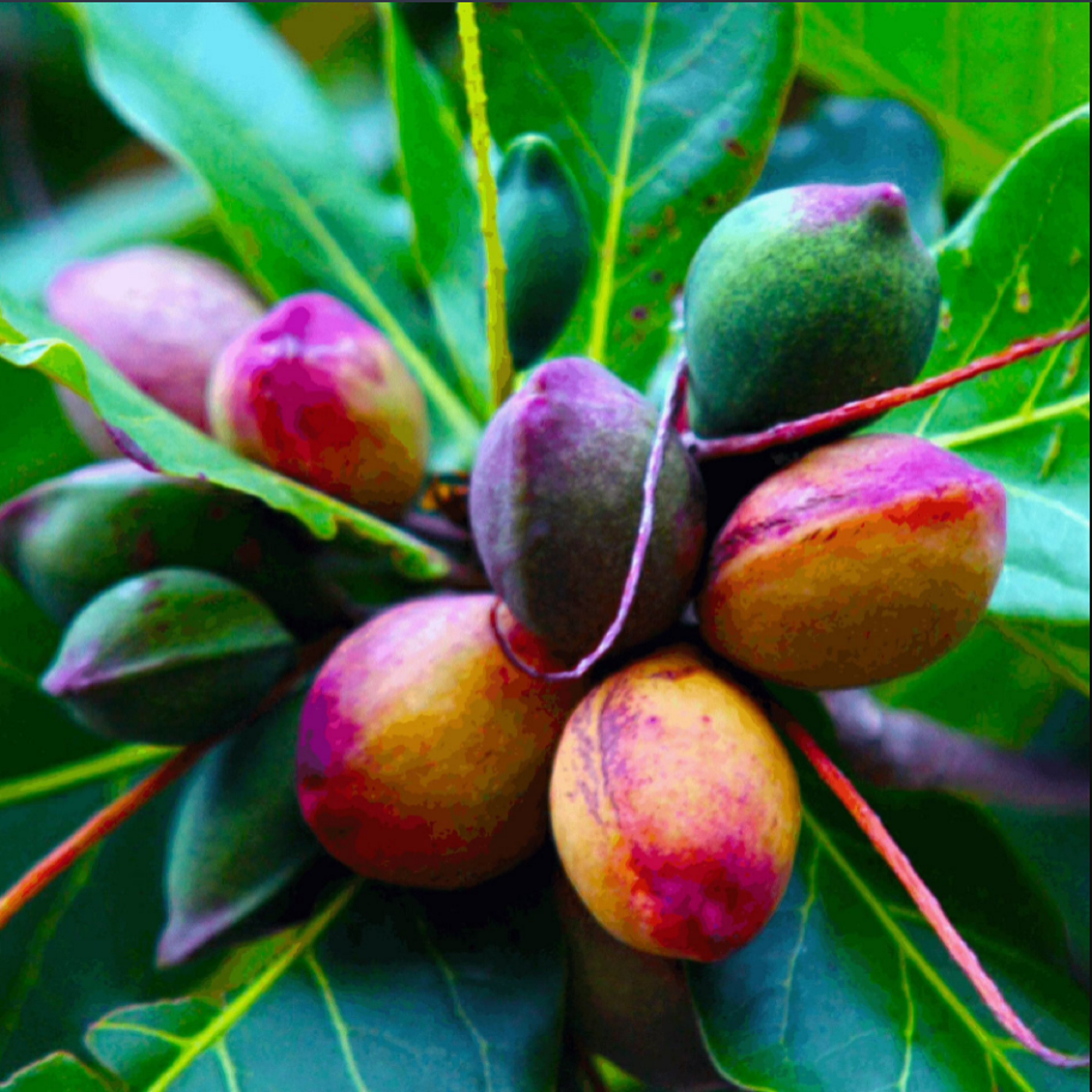 Tropical Almond Plant