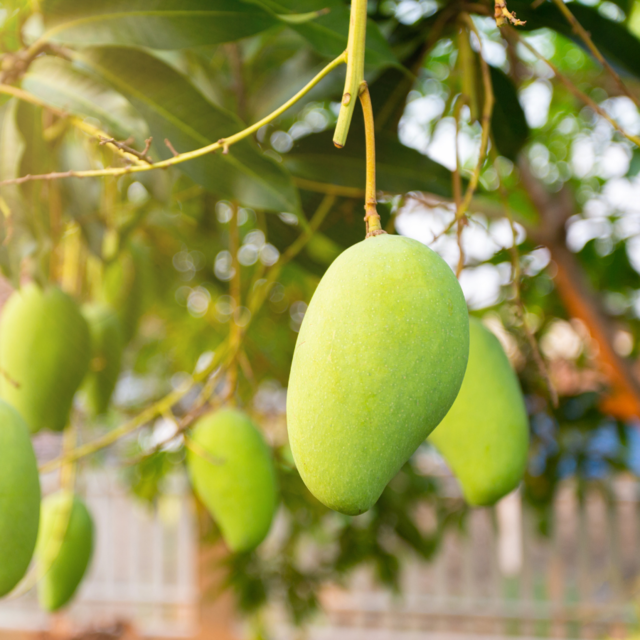 Manila Mango Seedlings